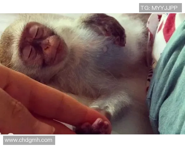 足球明星与动物形象的趣味对比展现精彩瞬间与个性特征